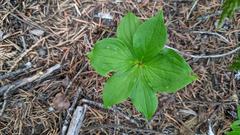 Cornus unalaschkensis