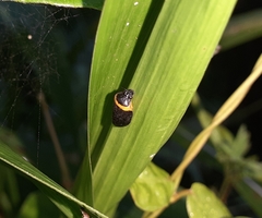 Phymatostetha deschampsi