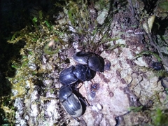 Geodorcus helmsi