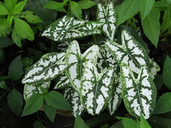 Caladium humboldtii