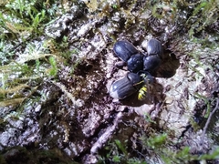 Geodorcus helmsi
