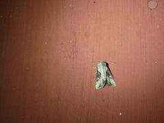 Lateroligia ophiogramma