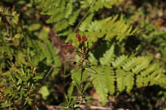 Kalmia polifolia