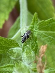 Plagiognathus obscurus