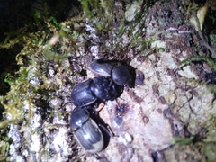 Geodorcus helmsi