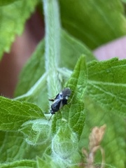 Plagiognathus obscurus