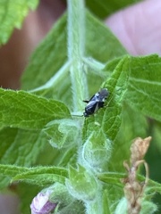 Plagiognathus obscurus