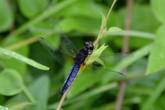 Lyriothemis pachygastra
