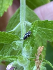 Plagiognathus obscurus