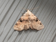 Metalectra quadrisignata