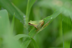 Hyla japonica