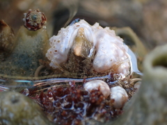 Polycitor proliferus