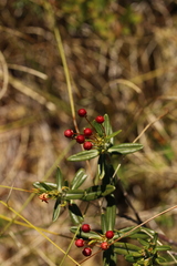 Kalmia polifolia