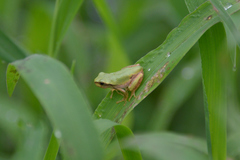Hyla japonica