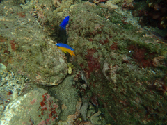 Stegastes flavilatus