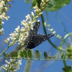 Chlosyne janais marianna