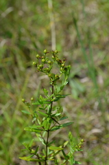 Hypericum sphaerocarpum