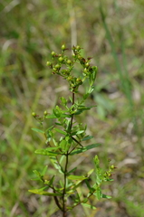 Hypericum sphaerocarpum