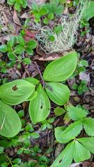 Cornus unalaschkensis
