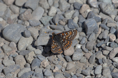 Euphydryas editha