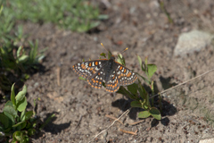 Euphydryas editha