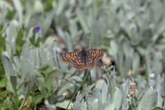 Euphydryas editha