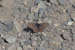 Euphydryas anicia