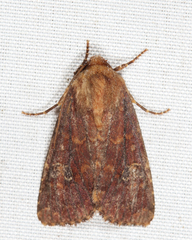 Sideridis congermana