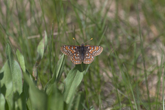 Euphydryas editha