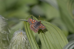 Euphydryas editha