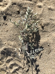 Astragalus aridus