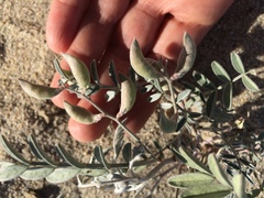 Astragalus aridus