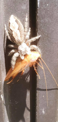Platycryptus
