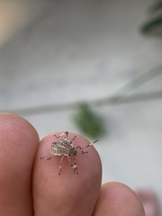 Halyomorpha halys