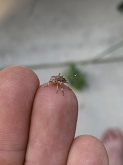 Halyomorpha halys