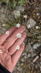 Ivesia santolinoides