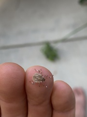 Halyomorpha halys