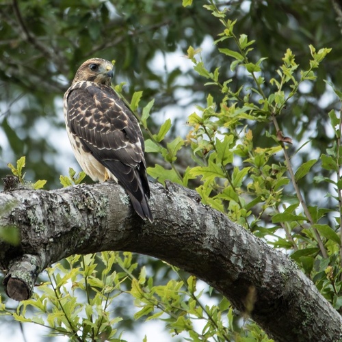 Buteo platypterus image
