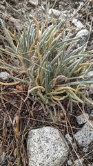 Ivesia santolinoides