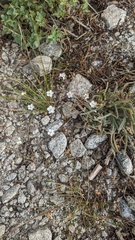 Ivesia santolinoides