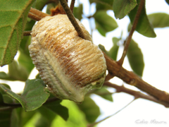 Stagmatoptera biocellata