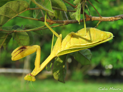 Stagmatoptera biocellata