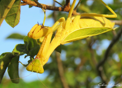 Stagmatoptera biocellata