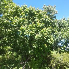 Heliocarpus terebinthinaceus