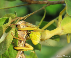 Stagmatoptera biocellata