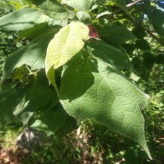 Heliocarpus terebinthinaceus