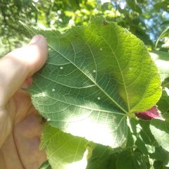 Heliocarpus terebinthinaceus