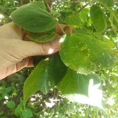 Heliocarpus terebinthinaceus