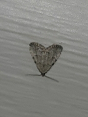 Dyspyralis puncticosta