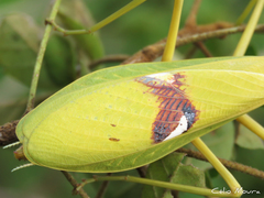 Stagmatoptera biocellata